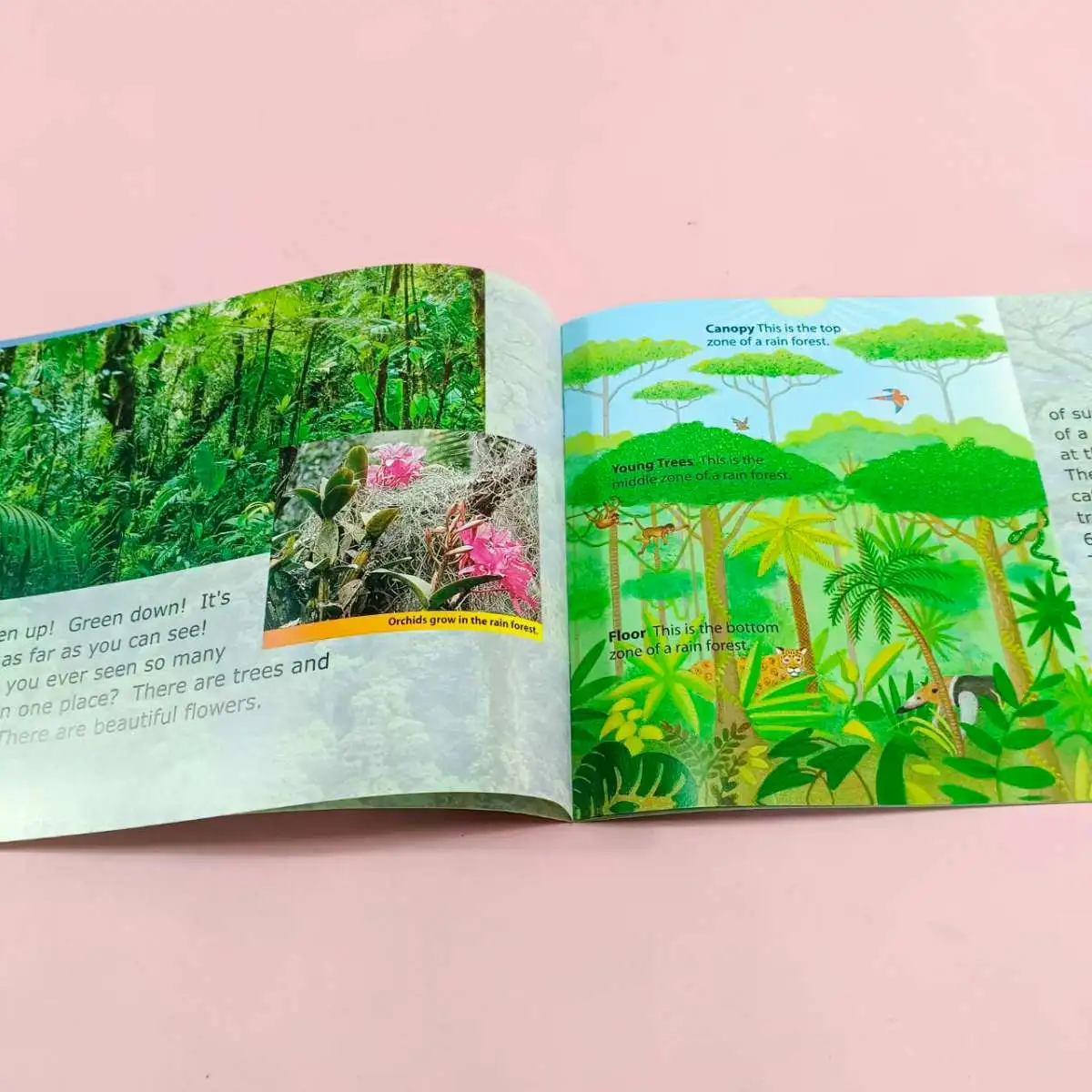 หนังสือRain Forest