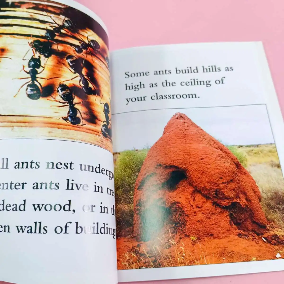 หนังสือ Inside an Ant Colony 